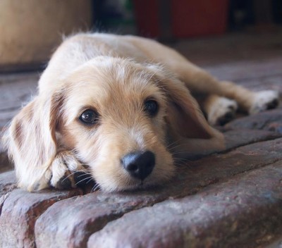 I Cagnolini di Monghidoro