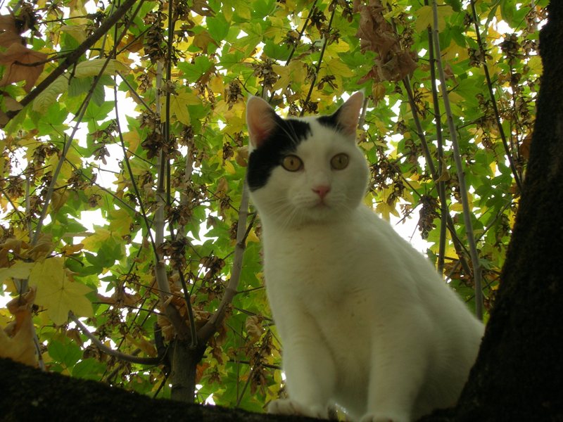 Colonie Feline Monghidoro Loiano Bologna